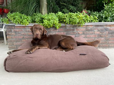 Dog's Companion Hondenkussen / Hondenbed - XS - 55 x 45 cm - Copenhagen Mocha