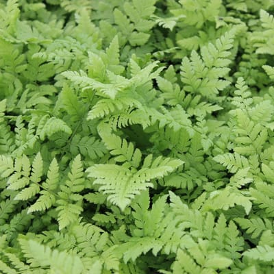 6x Smalle stekelvaren - Dryopteris carthusiana - Pot 9x9cm
