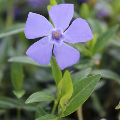 24 x Kleine maagdenpalm Vinca minor pot 9x9cm, voor 3m² : Een robuuste bodembedekker voor het hele jaar.