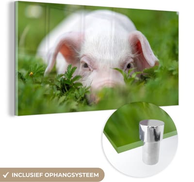 MuchoWow® Glasschilderij 40x20 cm - Schilderij acrylglas - Varken - Dieren - Big - Foto op glas - Schilderijen