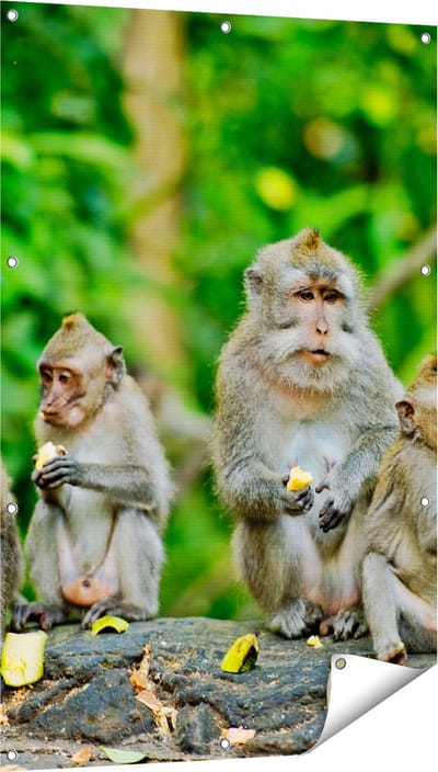Gards Tuinposter Groep Apen Eten Bananen in het Bos - 80x120 cm - Tuindoek - Tuindecoratie - Wanddecoratie buiten - Tuinschilderij
