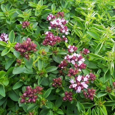 Bloomique - Set van 3 - Origanum Vulgare Compactum - Siermarjolein - Tuinplanten - Winterhard - Hoogte 10-20 cm - Pot 9x9 cm