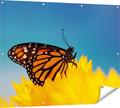 Gards Tuinposter Oranje Vlinder bij een Zonnebloem - 120x90 cm - Tuindoek - Tuindecoratie - Wanddecoratie buiten - Tuinschilderij