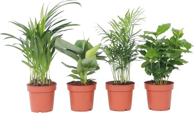 Plant in a Box - Trendy Indoor - Mix van kamerplanten - Pot 12cm - Hoogte 25-40cm