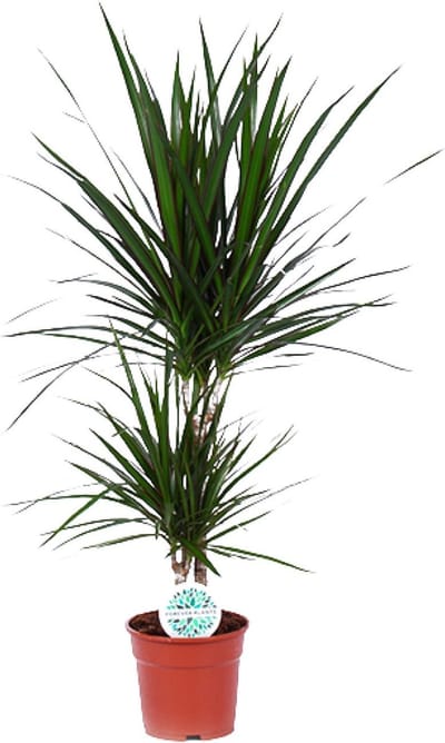 Plantenboetiek.nl | Dracaena Marginata - Ø17cm - 65-75cm hoog - Kamerplant - Groenblijvend