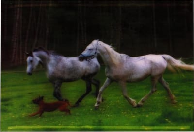 S.Y.W Poster - Paarden - Wit