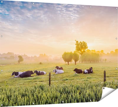 Gards Tuinposter Koeien in de Wei tijdens Zonsopgang - 160x120 cm - Tuindoek - Tuindecoratie - Wanddecoratie buiten - Tuinschilderij