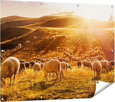 Gards Tuinposter Schapen in de Heuvels bij Zonsondergang - 120x90 cm - Tuindoek - Tuindecoratie - Wanddecoratie buiten - Tuinschilderij