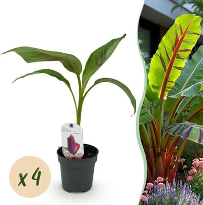 Plantenboetiek.nl | Bananen plant - Musa sikkemensis Red Tiger - Winterhard - 4 planten - Ø15cm - 30cm hoog - Tuinplant