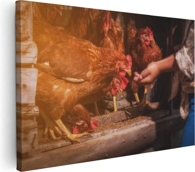 Artaza Canvas Schilderij Kip Voeren - 30x20 cm - Klein - Muurdecoratie Landschap - Wanddecoratie Boerderijdieren - Kamer Accessoires Natuur