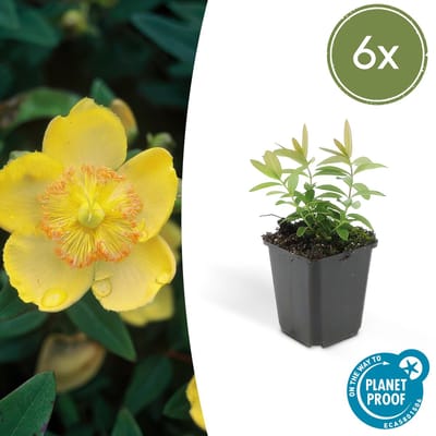 Tuinplantenshop.com | Hypericum calycinum | 6 stuks - Ø9cm - 10-25cm hoog - Tuinplant