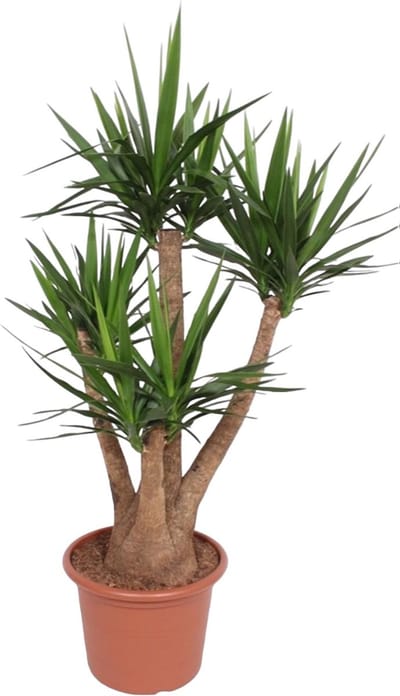 Yucca Elephantipes vertakt, ø45 potmaat, 170 cm hoog, woestijnachtige kamerplant