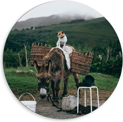 Dibond Wandcirkel - Pakezel met Hond op Rug - 80x80cm Foto op Aluminium Wandcirkel (met ophangsysteem)