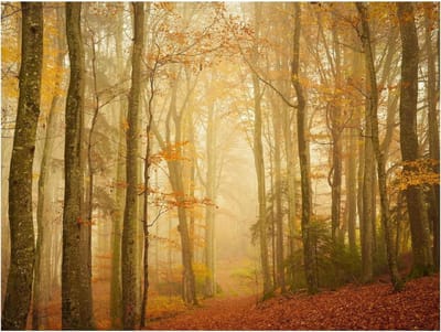 Houten Puzzel - Legpuzzel - Creatief Vermaak - Bonus Poster - 1000 Stukjes - Herfstkleuren