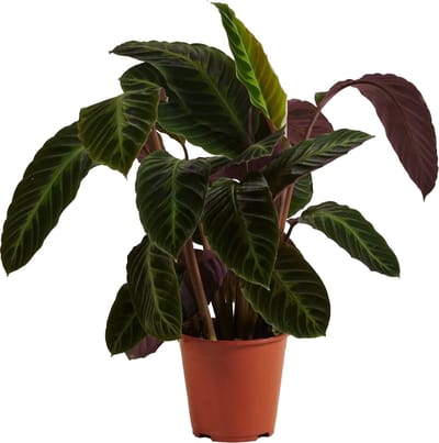 Bloomique - Calathea Warscewiczii - Pauwenplant - Kamerplanten - Luchtzuiverend - Diervriendelijk - Hoogte 50-70 cm - Pot 19 cm
