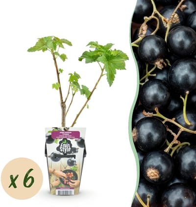 Green boutiQ - Fruitplanten - Zwarte Bes - Ribes nigrum Titania - Winterhard - 6 Planten - Pot 9 cm - Zwarte Bes