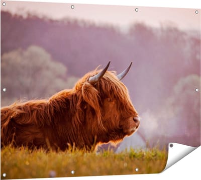 Gards Tuinposter Schotse Hooglander Koe Ligt in het Gras - 120x90 cm - Tuindoek - Tuindecoratie - Wanddecoratie buiten - Tuinschilderij