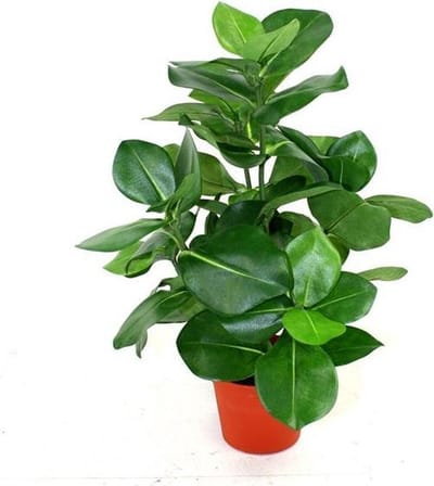Clusia kunstplant 40cm in pot 10cm