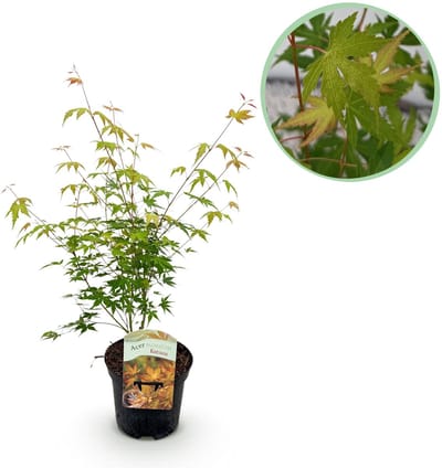 Plantenboetiek.nl | Japanse Esdoorn - Acer palmatum Katsura - Oranje - Bladverliezend - Ø25cm - 60-70cm hoog - Tuinplant