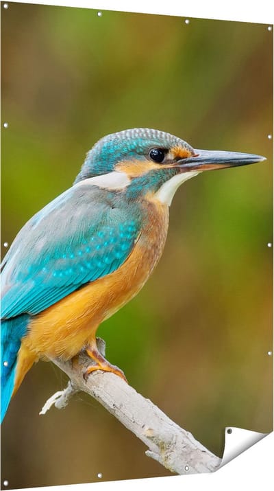 Gards Tuinposter Blauwe IJsvogel op een Tak - 120x180 cm - Tuindoek - Tuindecoratie - Wanddecoratie buiten - Tuinschilderij