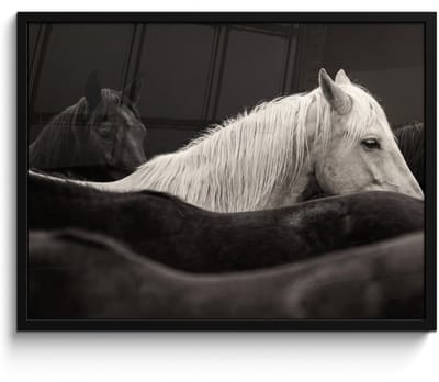 Poster in lijst - Fotolijst 80x60 cm - Posters - Paarden - Zwart - Wit - Kudde - Posterlijst zwart - Decoratie - Wanddecoratie woonkamer - Muurdecoratie slaapkamer