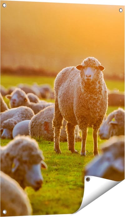 Gards Tuinposter Kudde Schapen bij Zonsondergang - 60x90 cm - Tuindoek - Tuindecoratie - Wanddecoratie buiten - Tuinschilderij
