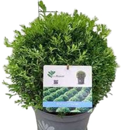Betterbuxus 'Skylight' – Bol in pot 30/ + cm – Wintergroene Heester – Snelgroeiend & Schimmelresistent – Meerjarig – Ideaal voor Hagen, Vormsnoei & Borders
