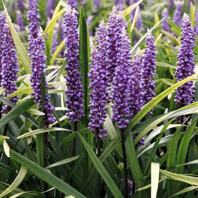 6x Liriope muscari 'Super Blue' Pot 9x9cm - Prachtige blauwe borderplant