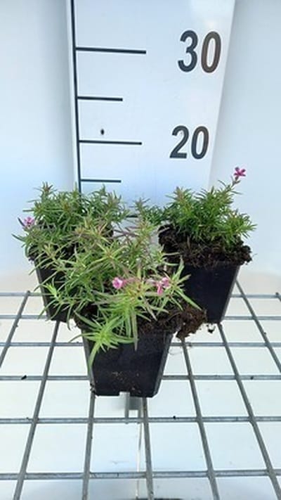 6x Vlambloem - Phlox (s) 'Scarlet Flame' | 9x9 cm pot
