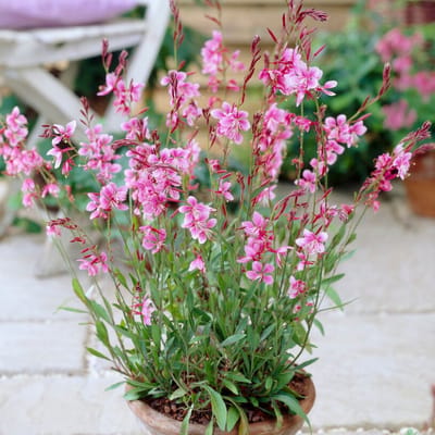 Prachtkaars 'Siskiyou Pink' (Gaura lindh. Siskiyou Pink) - Prachtkaars Siskiyou Pink - Gaura lindheimeri - Vaste planten