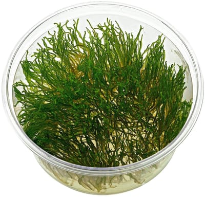 Moerings Flame mos | Fire mos | In vitro cup Waterplant