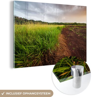 ® Glasschilderij 180x120 cm - Schilderij acrylglas - Gezond citroengras groeit wild op het platteland van Jamaica. - Foto op glas - Muurdecoratie woonkamer - Wanddecoratie slaapkamer - Schilderijen