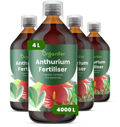 Vloeibare Meststof Voor Anthurium 4X1 L Voor 4000 L - Npk 3-4-3 - Overvloedige Bloei - Levendige Schutbladen - Kleurintensiteit - Sterke Wortelontwikkeling - Rechtopstaande Stele - Lage Luchtvochtigheid - Diepgroen Glanzend Blad - Organifer
