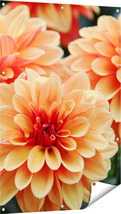 Gards Tuinposter Oranje Dahlia Bloemen - 80x120 cm - Tuindoek - Tuindecoratie - Wanddecoratie buiten - Tuinschilderij