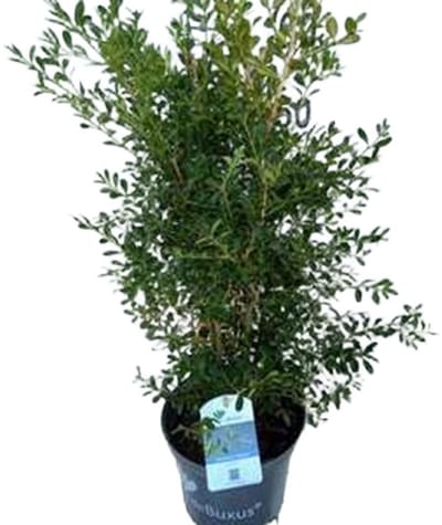 Betterbuxus 'Skylight' – 30-40 cm – Wintergroene Heester – Snelgroeiend & Schimmelresistent – Meerjarig – Ideaal voor Hagen, Vormsnoei & Borders