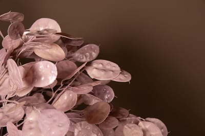 PTMD Leaves Plant Pink Money Tree Spray