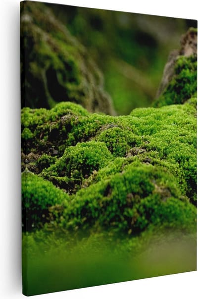Artaza Canvas Schilderij Mos Op Boom - 40x50 cm - Wanddecoratie Bos - Muurdecoratie Natuur - Kamer Accessoires