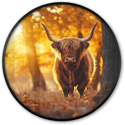 Poster in lijst Rond - Fotolijst 60x60 cm - Posters - Schotse hooglander - Bos - Herfst - Dieren - Natuur - Bladeren - Ronde posterlijst zwart - Decoratie - Wanddecoratie woonkamer - Muurdecoratie slaapkamer