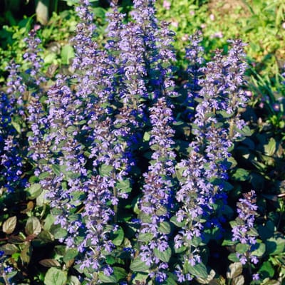 Kruipend zenegroen (Ajuga rep. Atropurpurea) - Atropurpurea - Ajuga reptans - Bijen-Vlinders - Bodembedekkers - Vaste planten