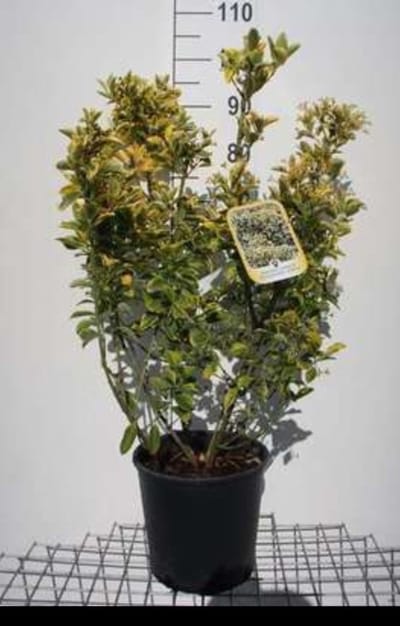 Euonymus jap. 'Aureomarginatus' ( 'el. aureus') - Japanse Kardinaalshoed, Kardinaalsmuts , 60- 80 cm in pot