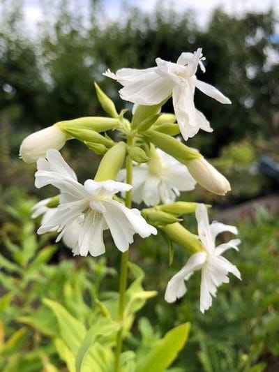6 x Saponaria officinalis 'Betty Arnold' - Zeepkruid - P9 Pot (9 x 9cm) - Dima Vaste Planten