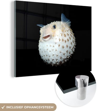 MuchoWow® Glasschilderij 160x120 cm - Schilderij acrylglas - Vis - Zeedieren - Portret - Foto op glas - Schilderijen