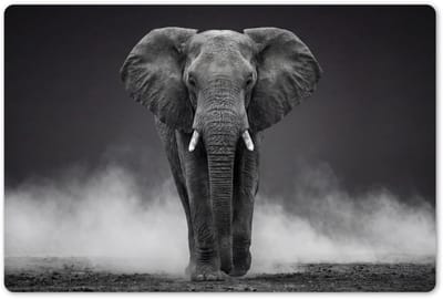 Placemats 45x30 cm - Placemat kunststof - 1 stuk - Olifant - Zwart - Wit - Rook - Borden onderleggers - Decoratie voor op tafel - Keuken tafeldecoratie accessoires - Vinyl onderlegger - Tafelversiering