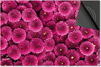 Inductie beschermer 60x60 - afdekplaat inductie mat - Dietrix Kookplaat beschermer - Exclusief - Flowers 8 - Chrysant roze