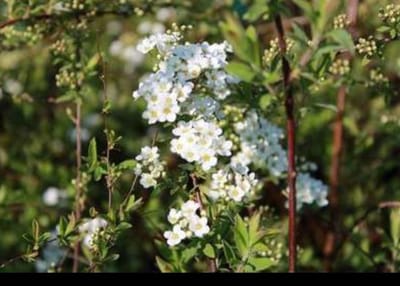 2 x Spiraea cinerea 'Grefsheim' - Struikspirea 40- 60 cm in pot