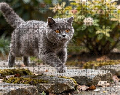Puzzel Britse Korthaar in de tuin | 500 stukjes | Dierenpuzzel | Kattenpuzzel
