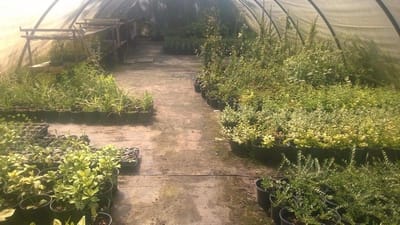 Bodembedekker Plant - Groene Plant - Tuin Aankleden - Makkelijk te Kweken - 20-30cm - Groen
