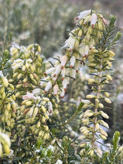 Winterheide Wit - 10 Stuks - Erica darleyensis 'Weisse Lena' - P9.5 - Plant - Tuinplant - Heide