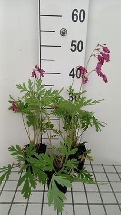 6x Gebroken hartje - Dicentra form. Bacchanal' | 9x9 cm pot