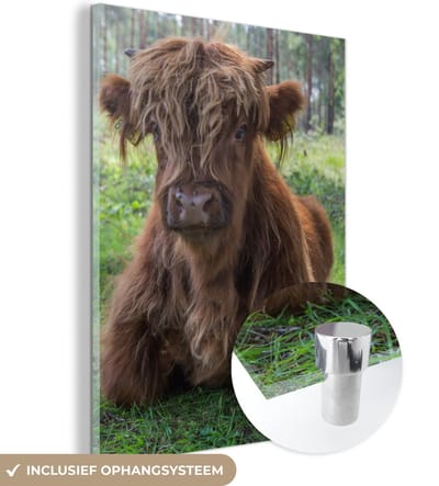 MuchoWow® Glasschilderij 120x160 cm - Schilderij acrylglas - Schotse Hooglander - Pad - Dieren - Foto op glas - Schilderijen